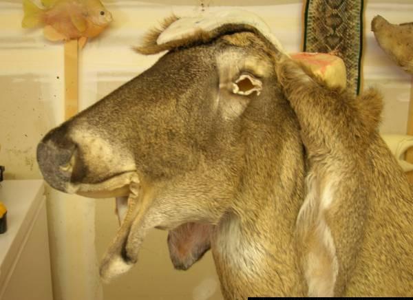 Deer-3