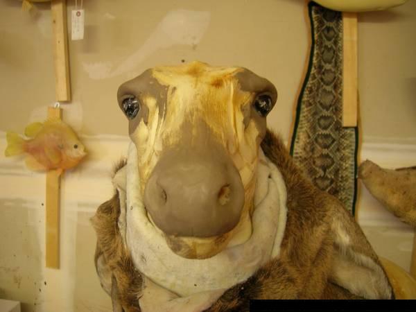 deer mount