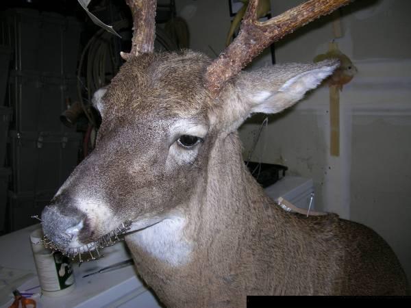 Deer