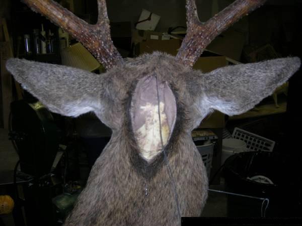 Deer