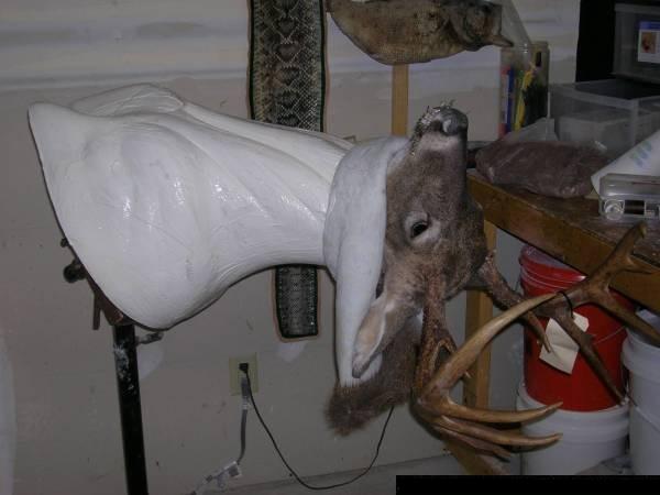 Deer