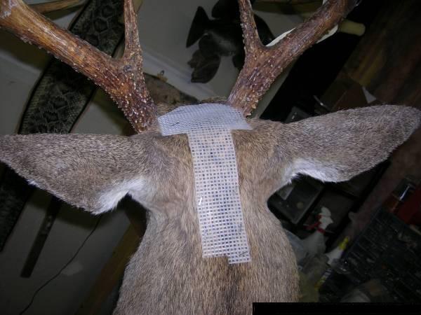 Deer