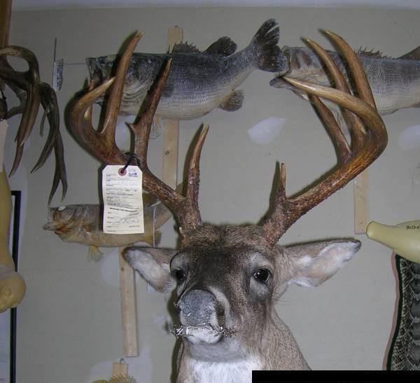 Deer