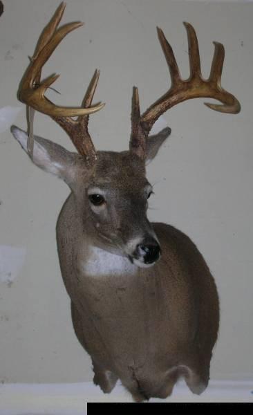 Deer